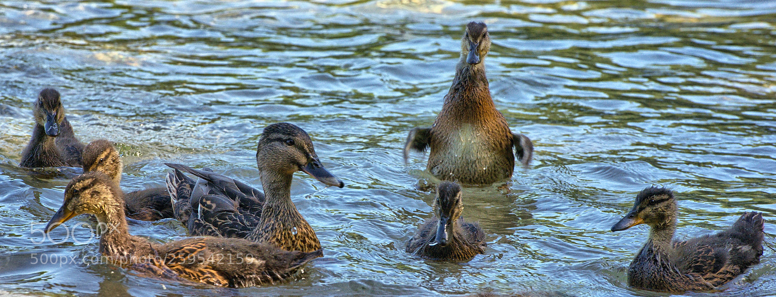 Nikon D800 sample photo. Yoga duck photography