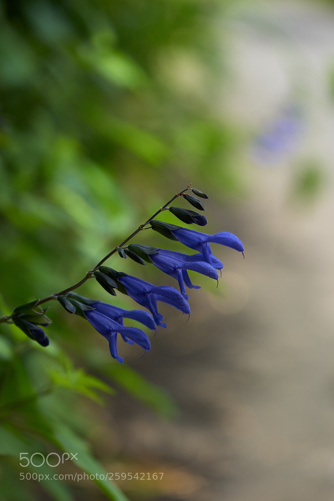 Sony a7 sample photo. Flowers 6639 photography