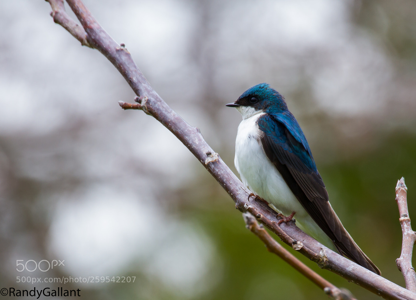 Canon EOS 7D sample photo. Tree swallow photography