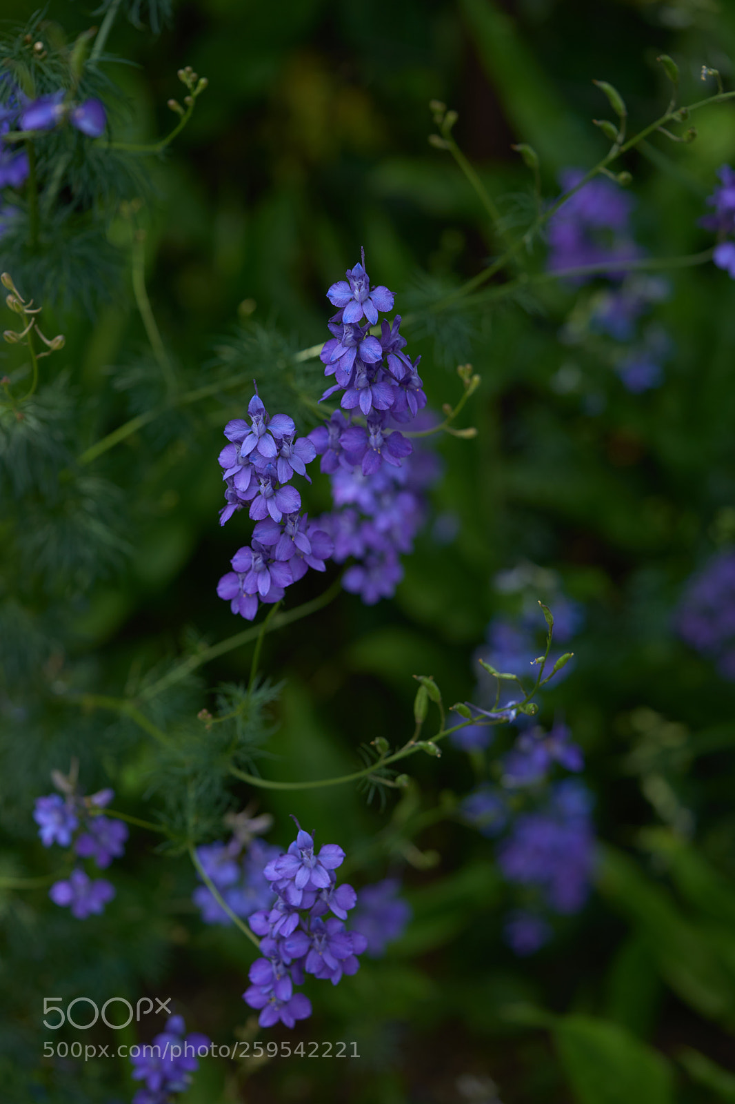 Sony a7 sample photo. Flowers 6640 photography