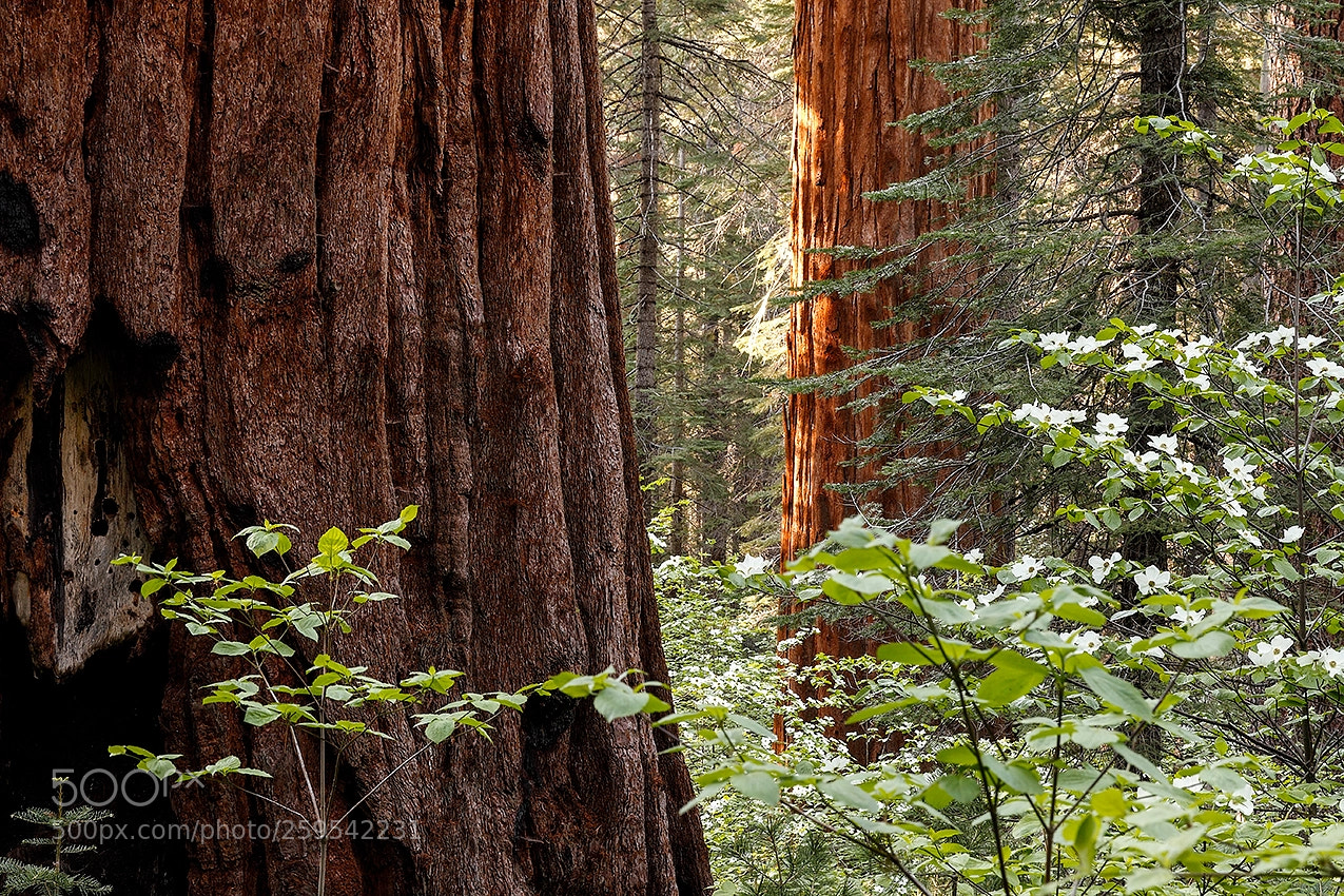 Canon EOS 7D Mark II sample photo. Sequoia and dogwood photography