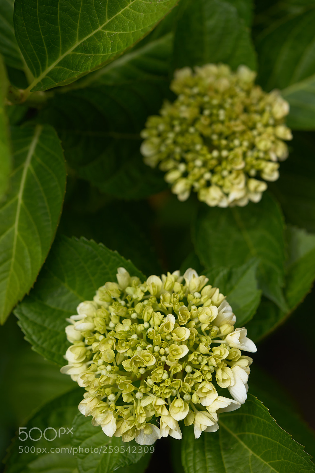 Sony a7 sample photo. Flowers 6641 photography