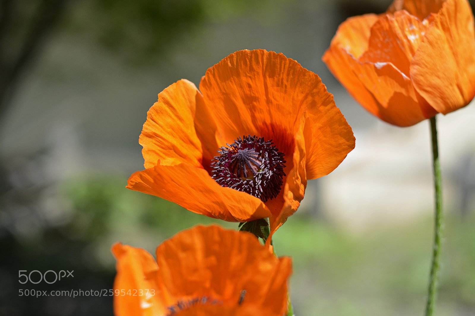 Nikon D7100 sample photo. Red poppy photography