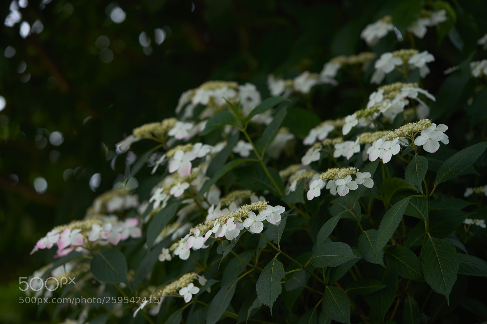 Sony a7 sample photo. Flowers 6642 photography
