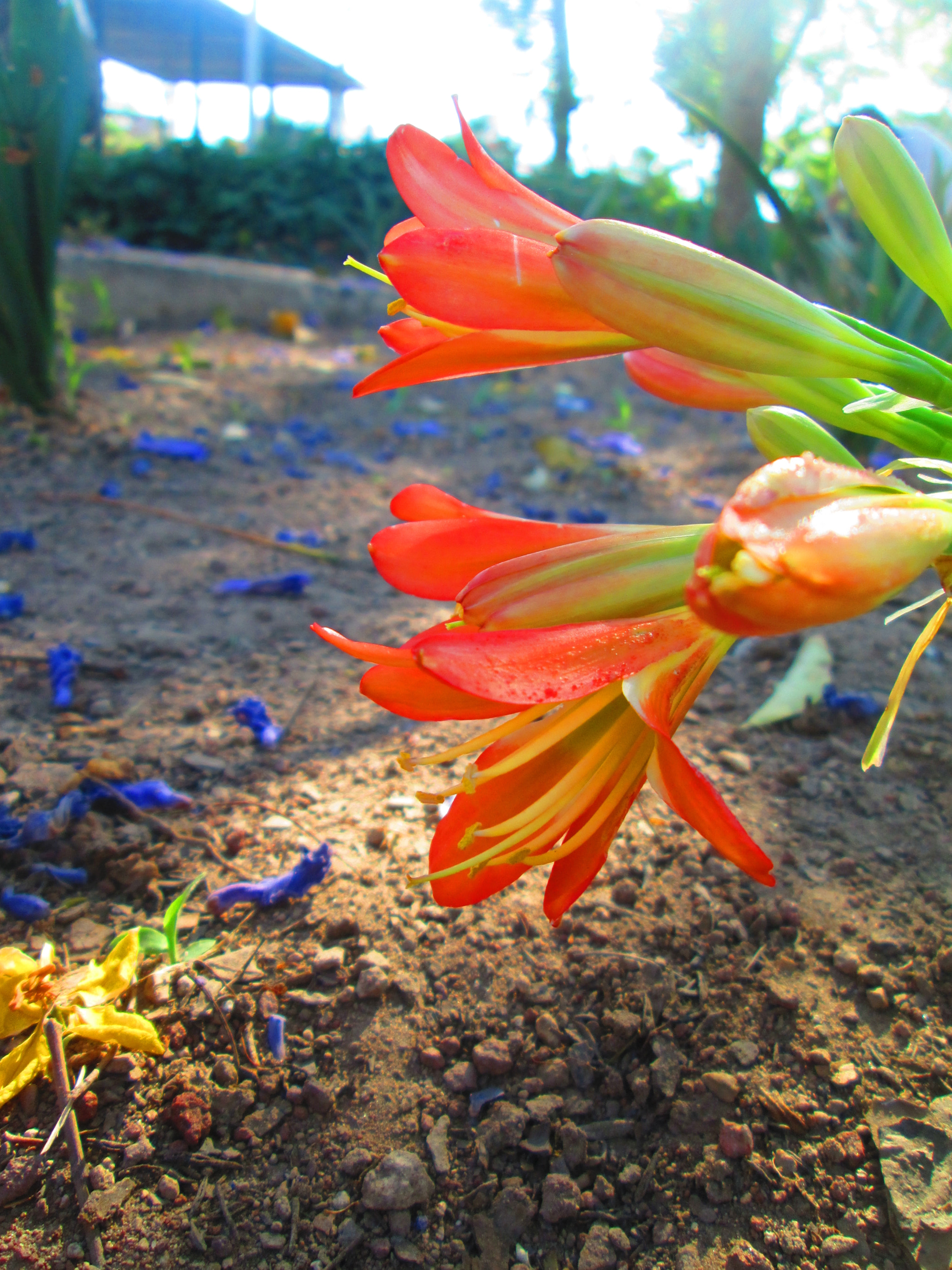 Canon PowerShot A2300 sample photo. How flower photography