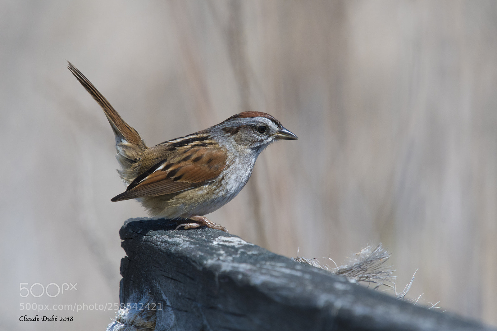 Nikon D500 sample photo. Bruant des marais swamp photography