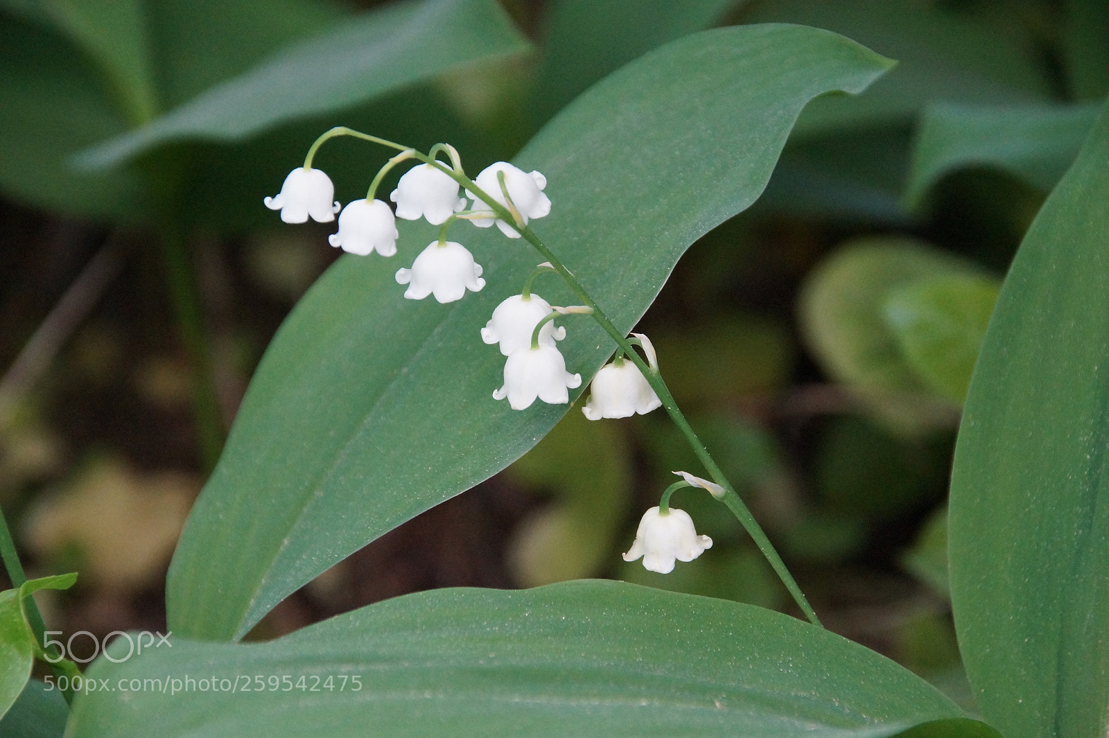 Sony SLT-A58 sample photo. Lily of the valley photography