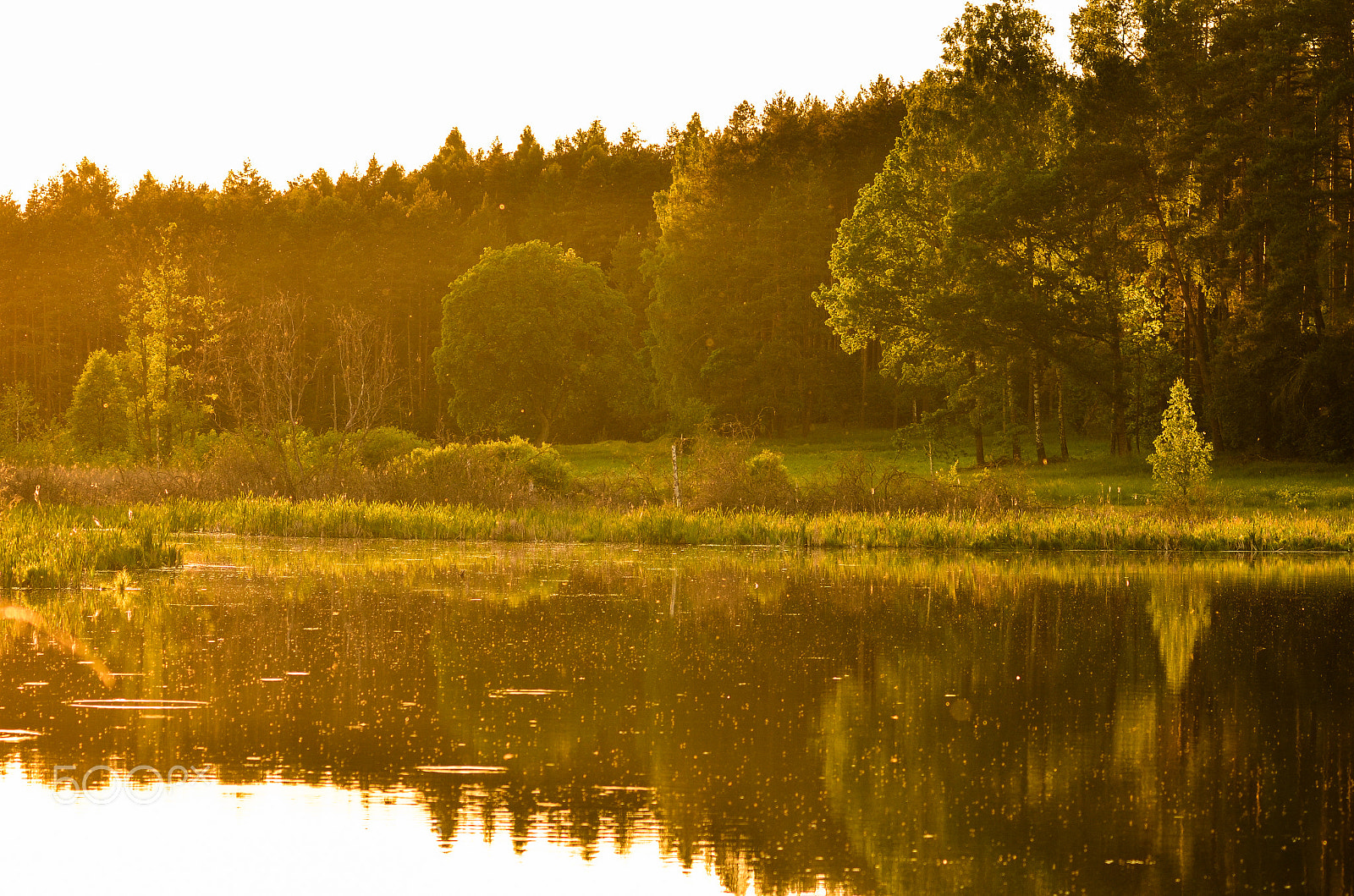Nikon D7000 sample photo. Forest & lake & light photography