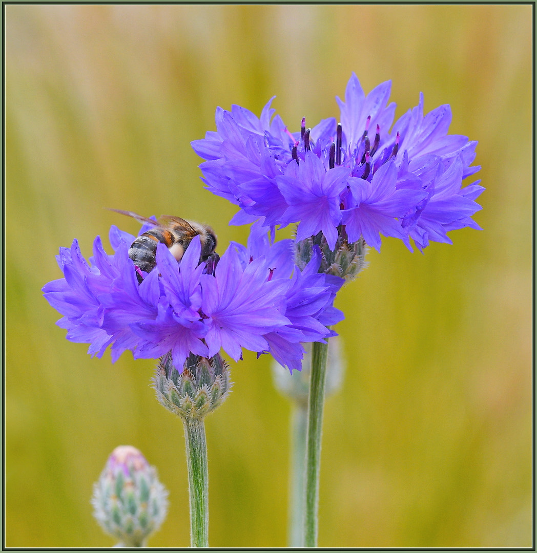 Sigma 105mm F2.8 EX DG OS HSM sample photo. Tasty blue breakfast photography