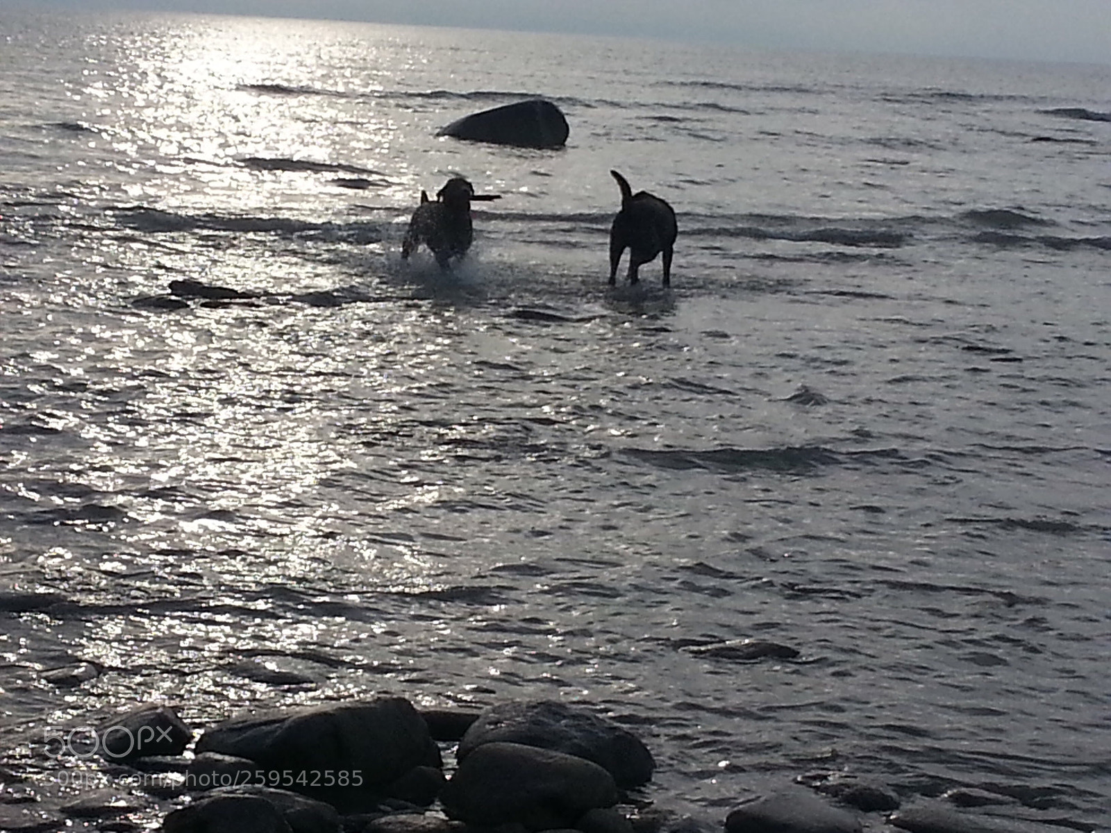 Samsung Galaxy S3 sample photo. Frolicking pups.2 photography