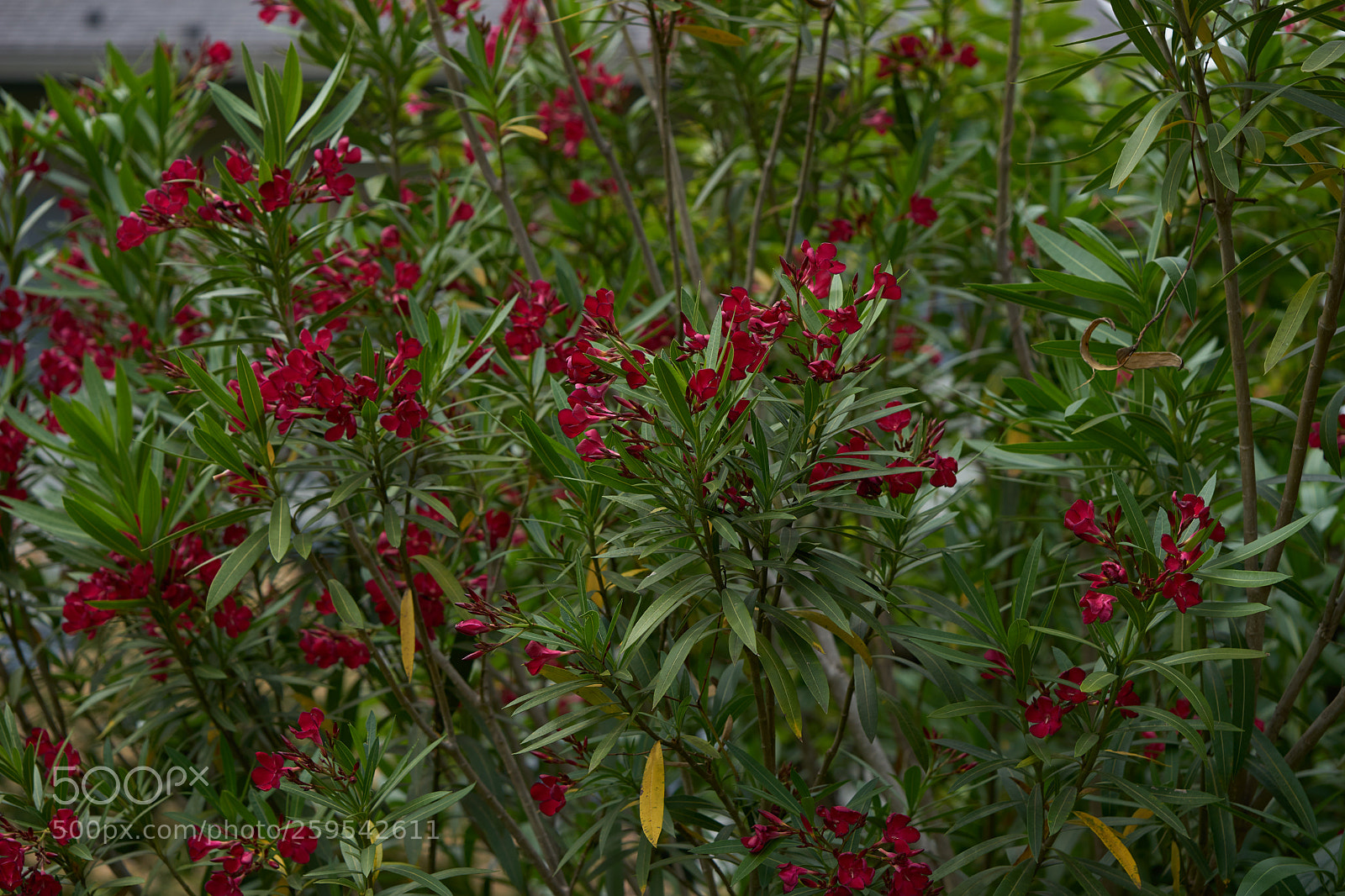 Sony a7 sample photo. Flowers 6644 photography