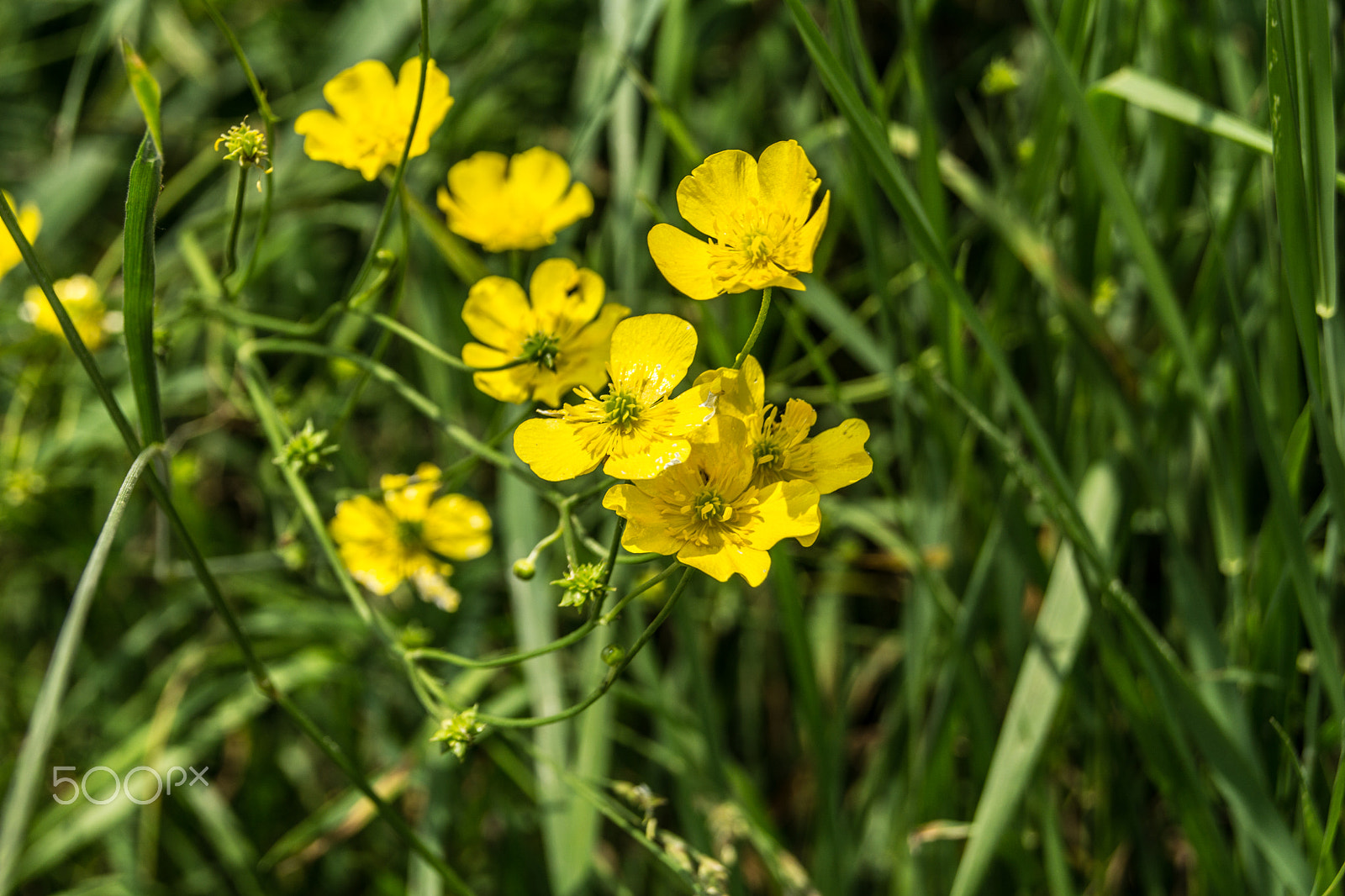 Sony a5100 sample photo. Walking on castione pt6 photography