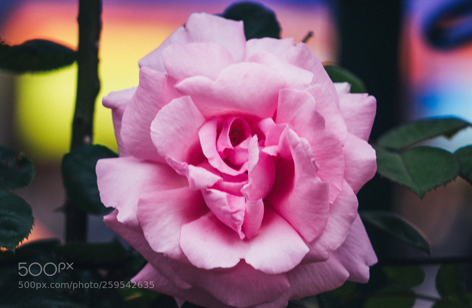 Sony a7 II sample photo. Pink rose photography