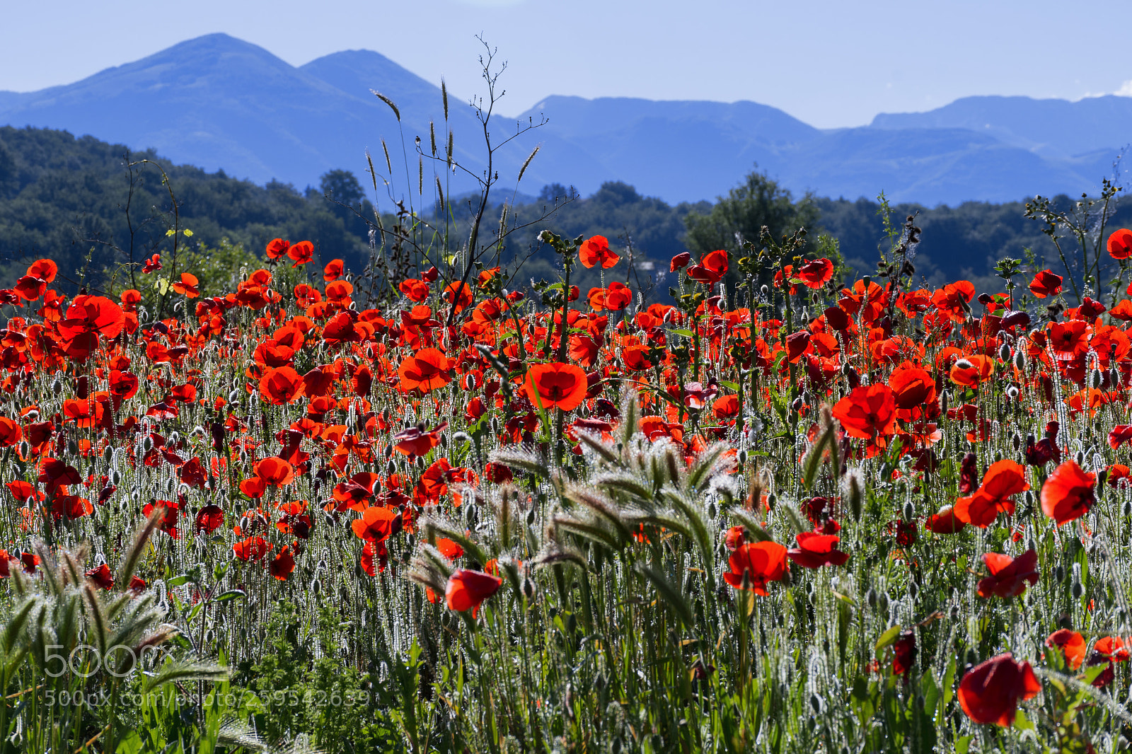 Nikon D500 sample photo. Papaveri photography