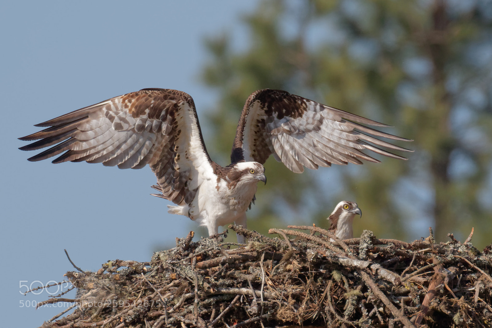 Canon EOS 7D Mark II sample photo. Ospreys photography