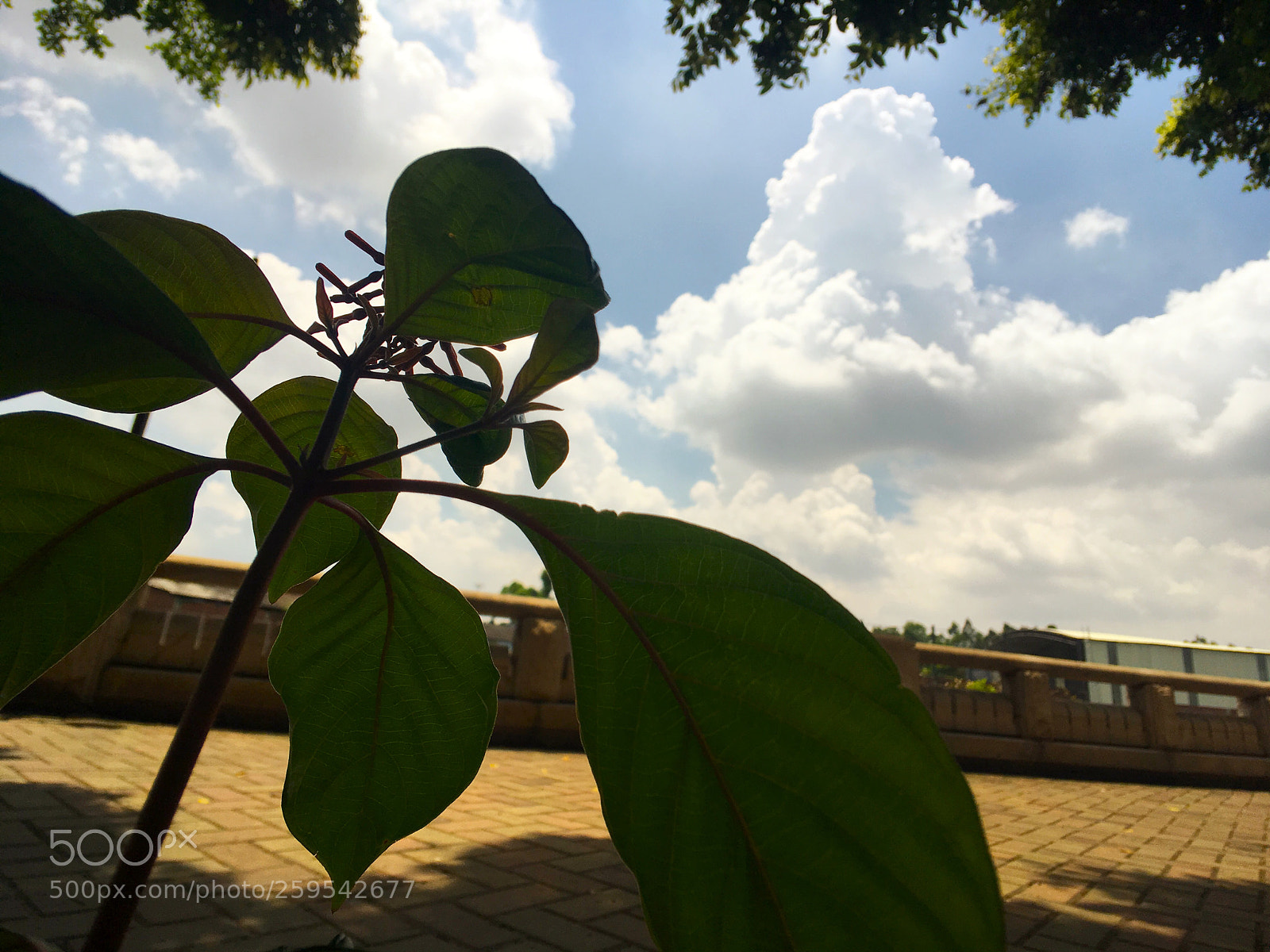 Apple iPhone 6s Plus sample photo. Untitled photography