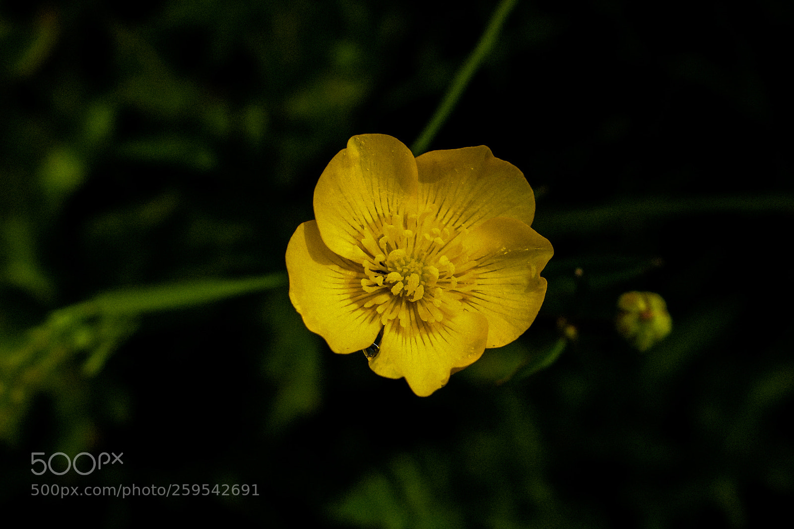 Canon EOS 750D (EOS Rebel T6i / EOS Kiss X8i) sample photo. Buttercup photography