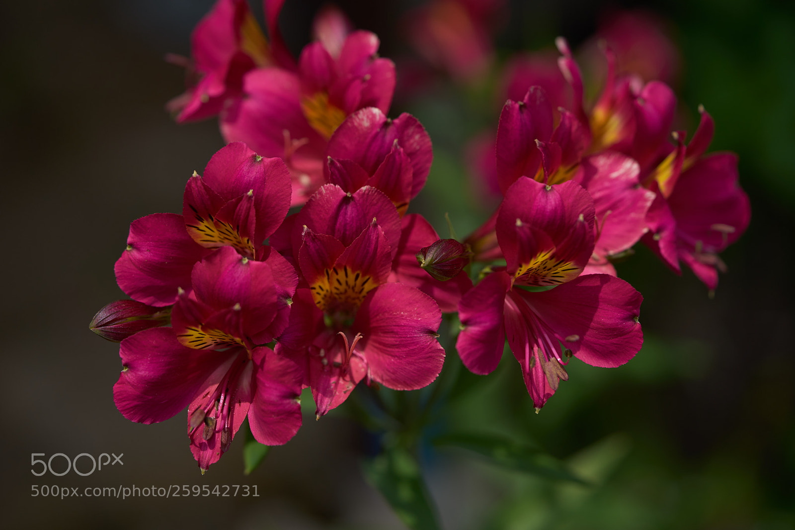 Sony a7 sample photo. Flowers 6645 photography