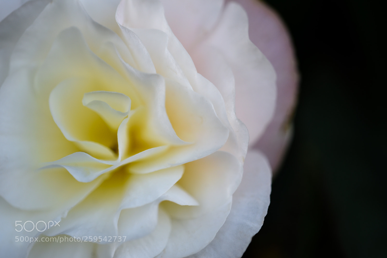 Nikon D750 sample photo. Mistic photography
