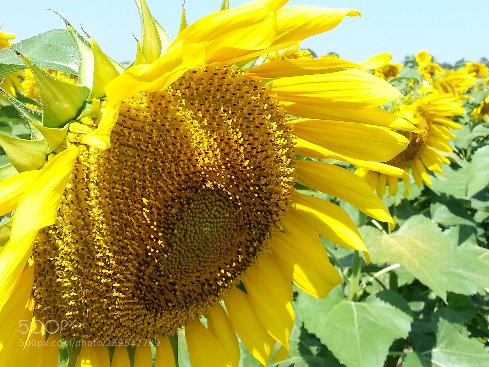 Samsung Galaxy S3 sample photo. Girasol  photography