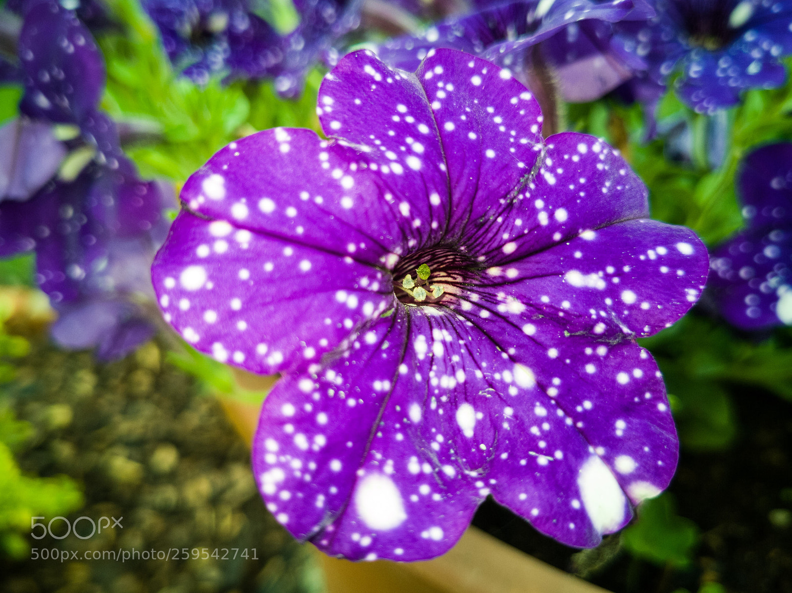 HUAWEI Mate 10 Pro sample photo. Petunia night sky photography