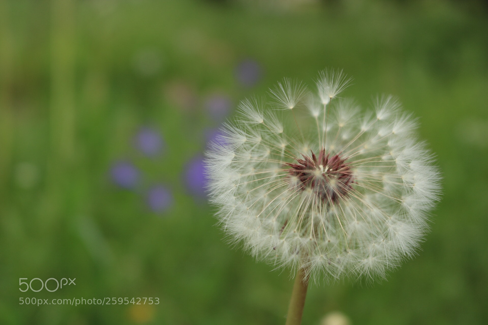 Canon EOS 750D (EOS Rebel T6i / EOS Kiss X8i) sample photo. Make a wish...  photography