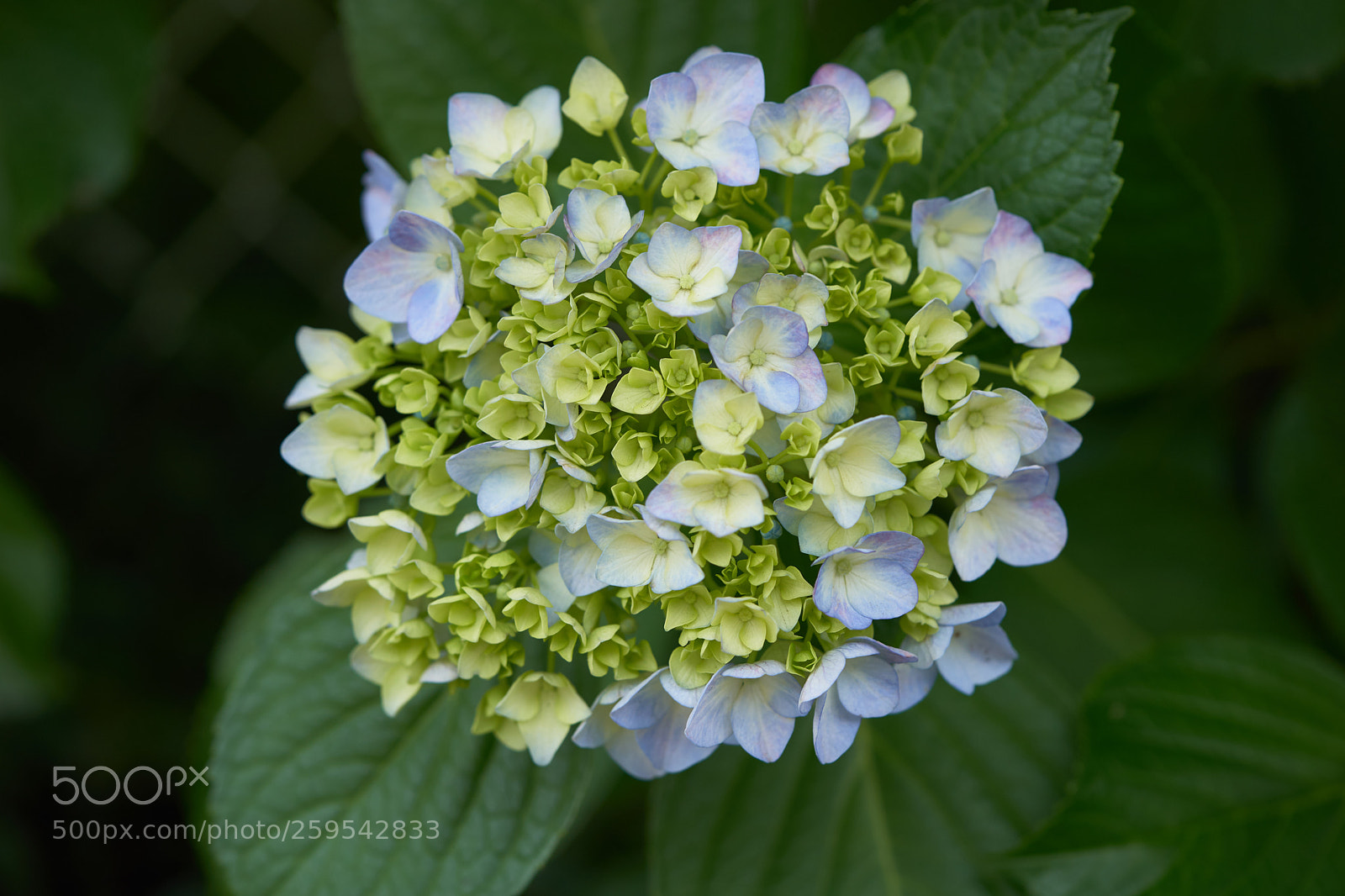 Sony a7 sample photo. Flowers 6646 photography