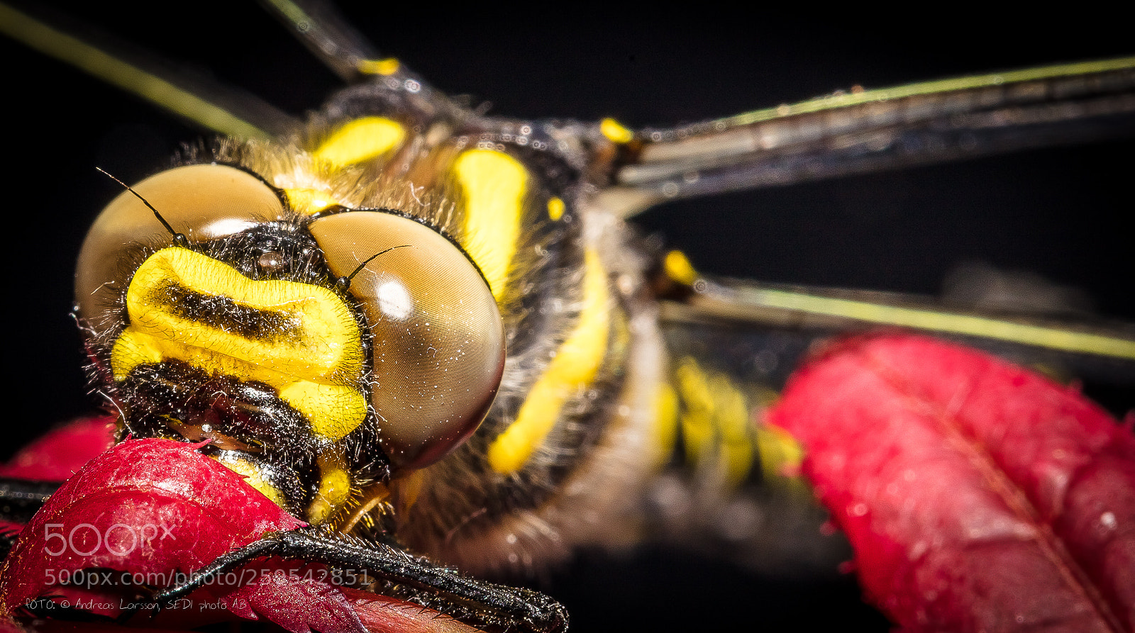 Canon EOS 5DS sample photo. Dragonfly eyes macro photography