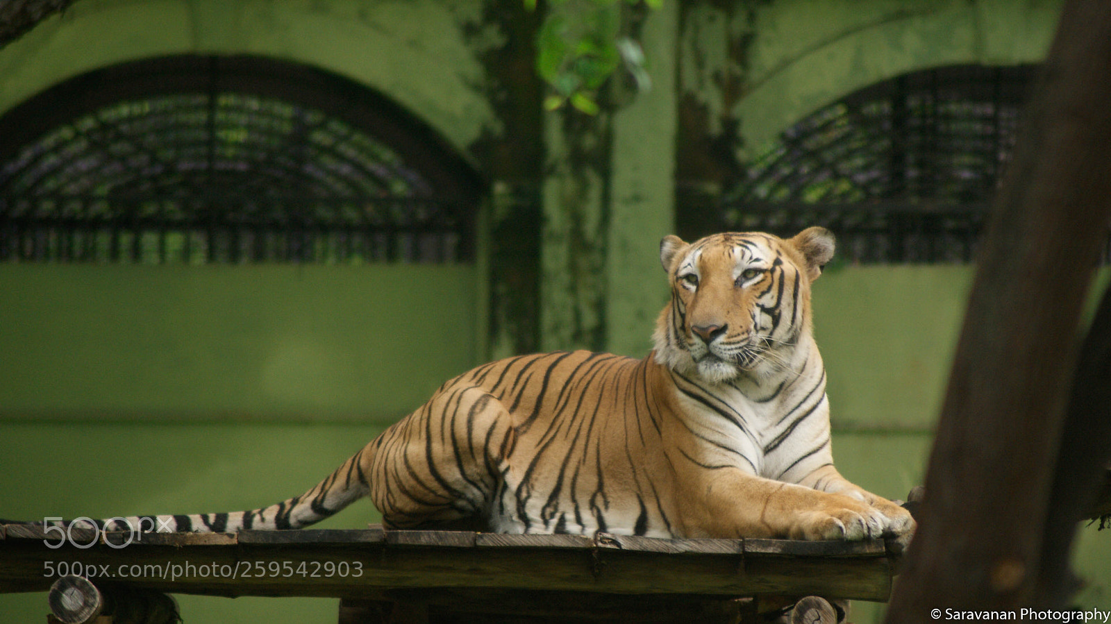 Sony Alpha DSLR-A230 sample photo. Bengal tiger photography