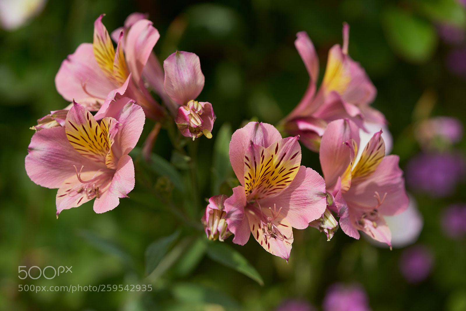 Sony a7 sample photo. Flowers 6647 photography