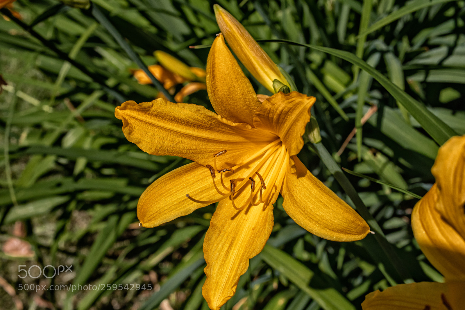 Canon EOS 77D (EOS 9000D / EOS 770D) sample photo. Daylily i photography