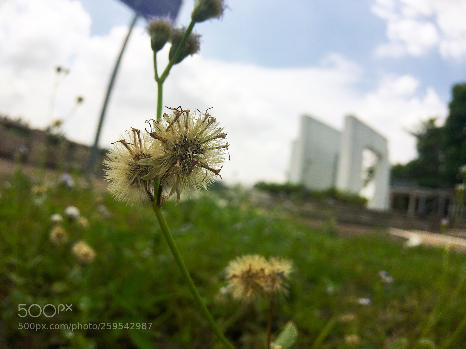 Apple iPhone 6s Plus sample photo. Untitled photography