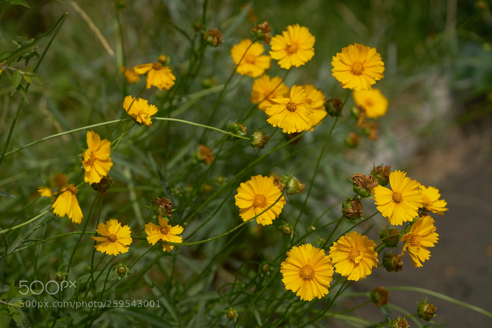 Sony a7 sample photo. Flowers 6648 photography