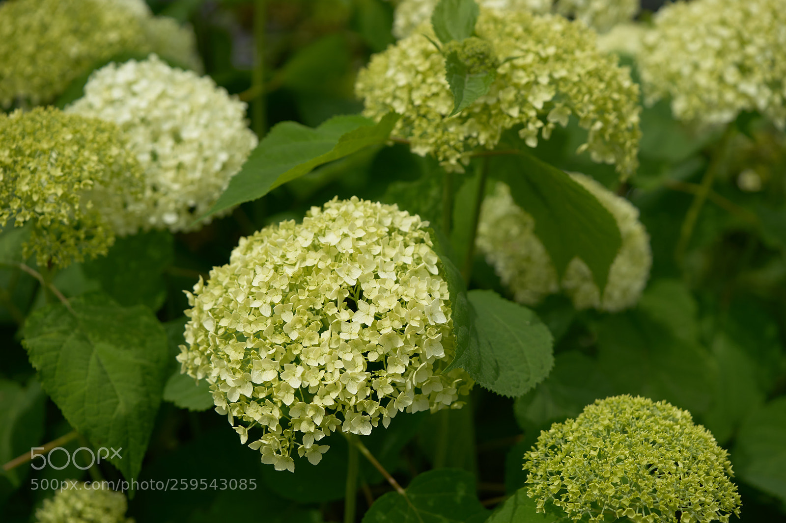 Sony a7 sample photo. Flowers 6649 photography