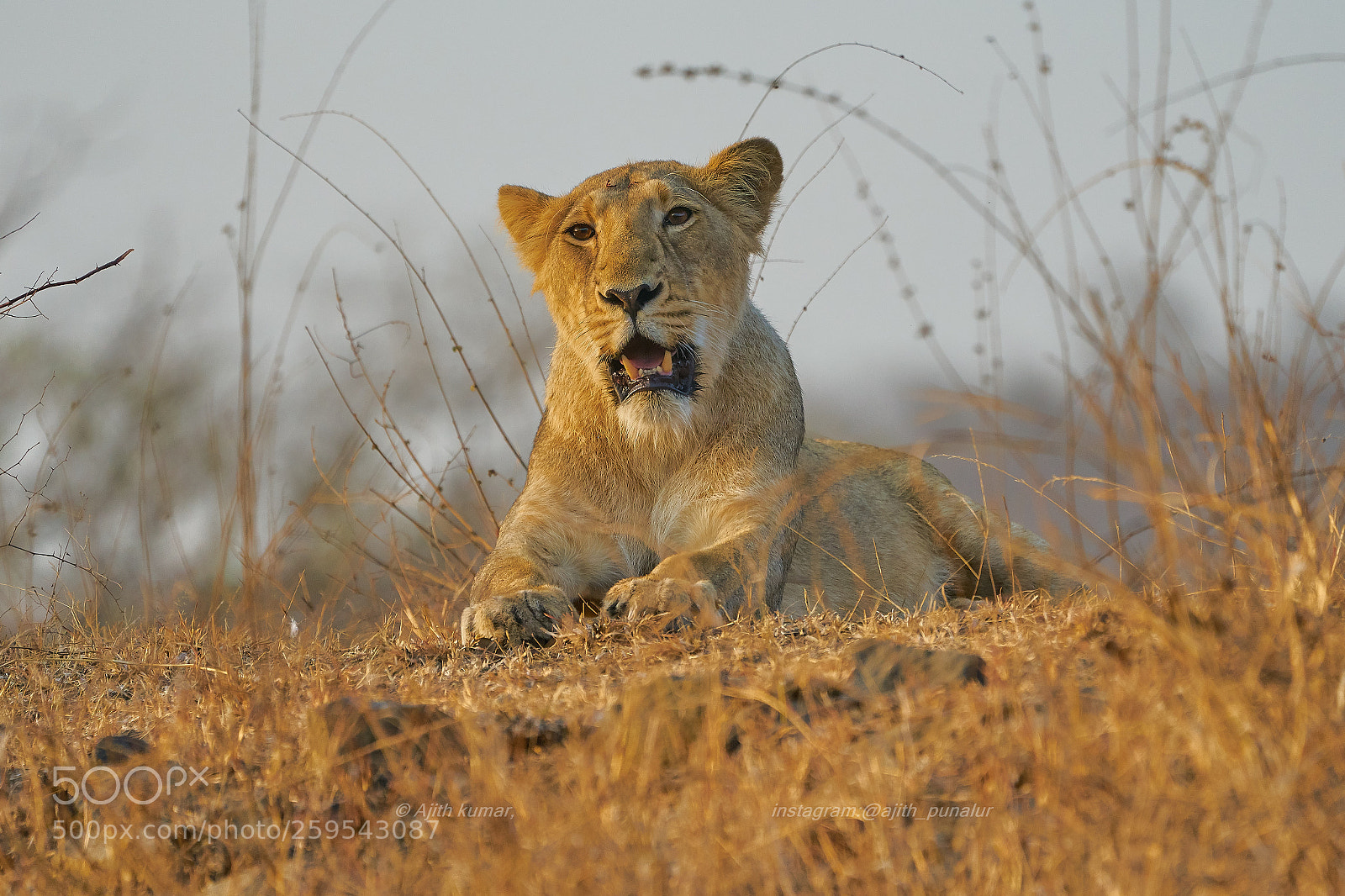 Sony a7R II sample photo. Asiatic lion of sasangir photography