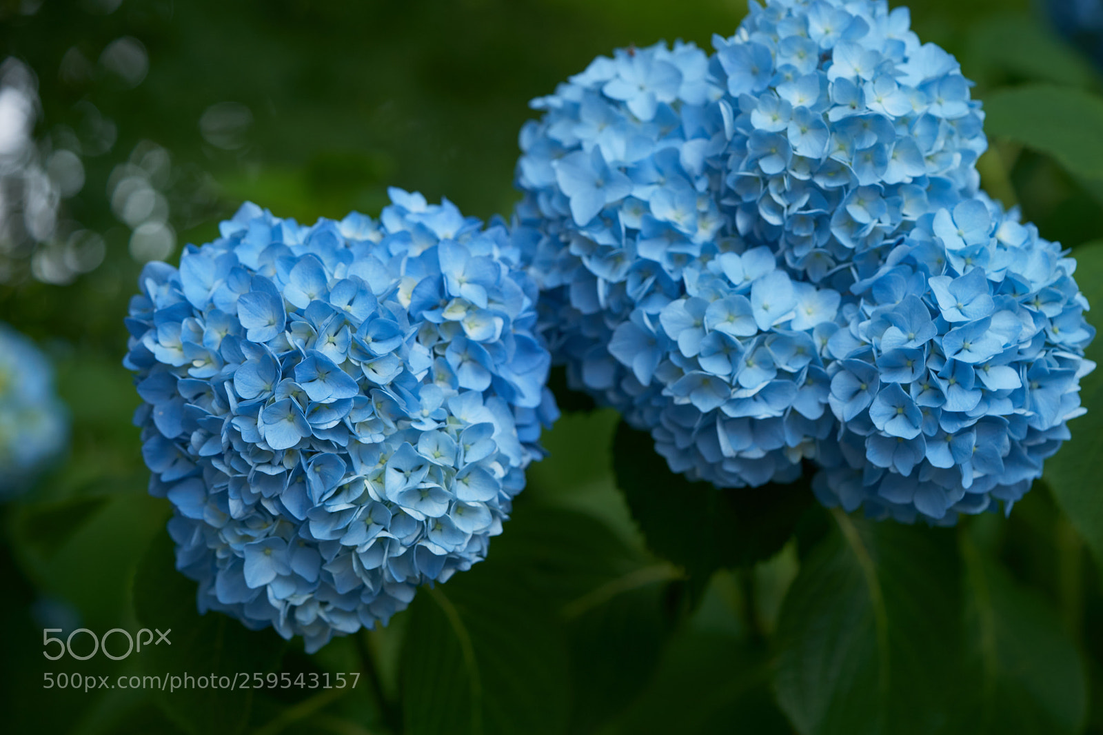Sony a7 sample photo. Flowers 6650 photography