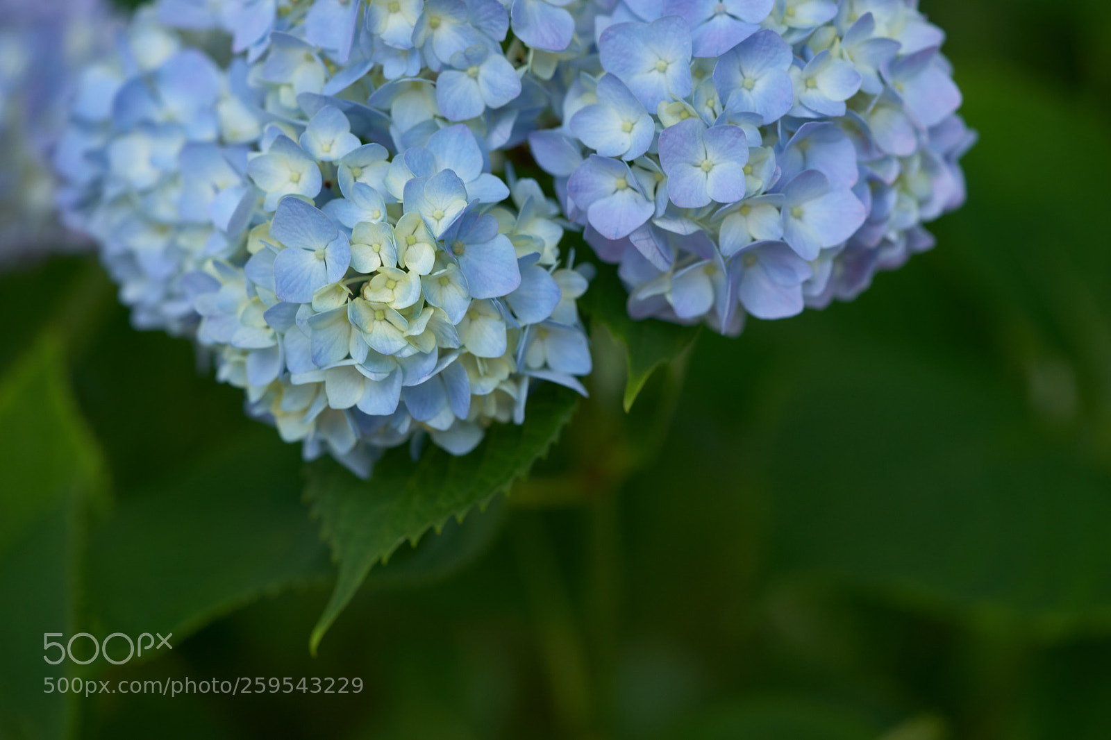 Sony a7 sample photo. Flowers 6651 photography