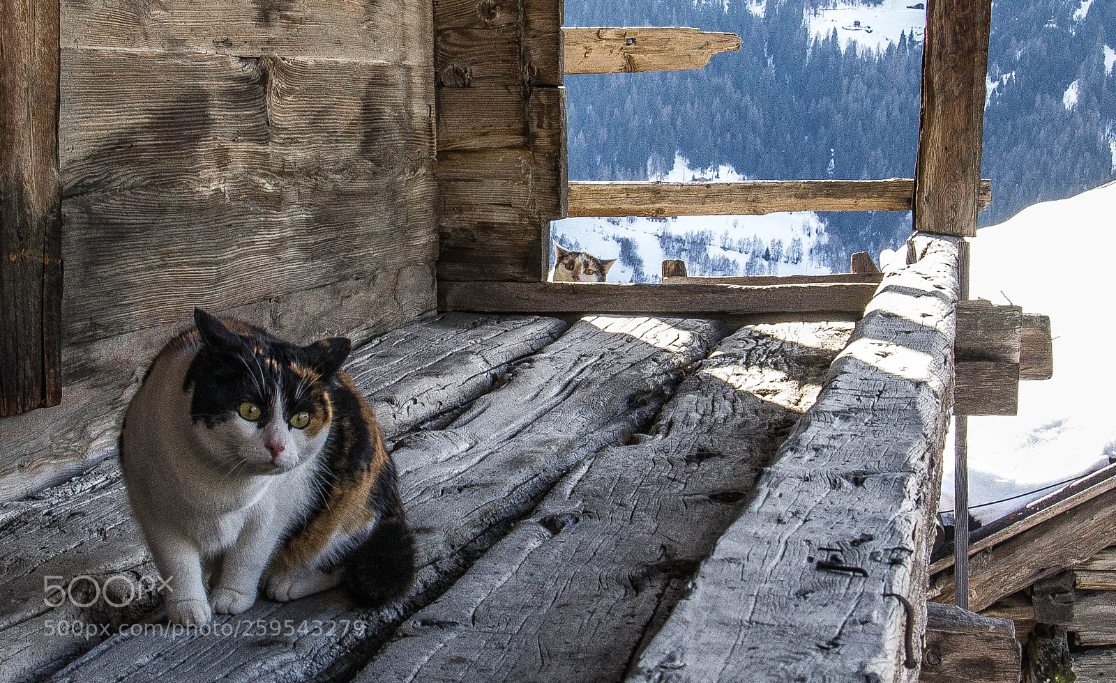 Canon EOS 60D sample photo. Swiss-cats photography