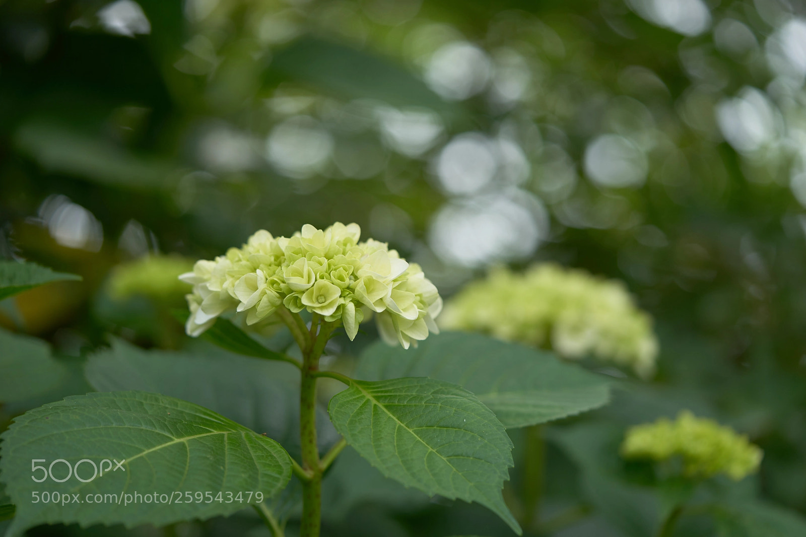 Sony a7 sample photo. Flowers 6653 photography