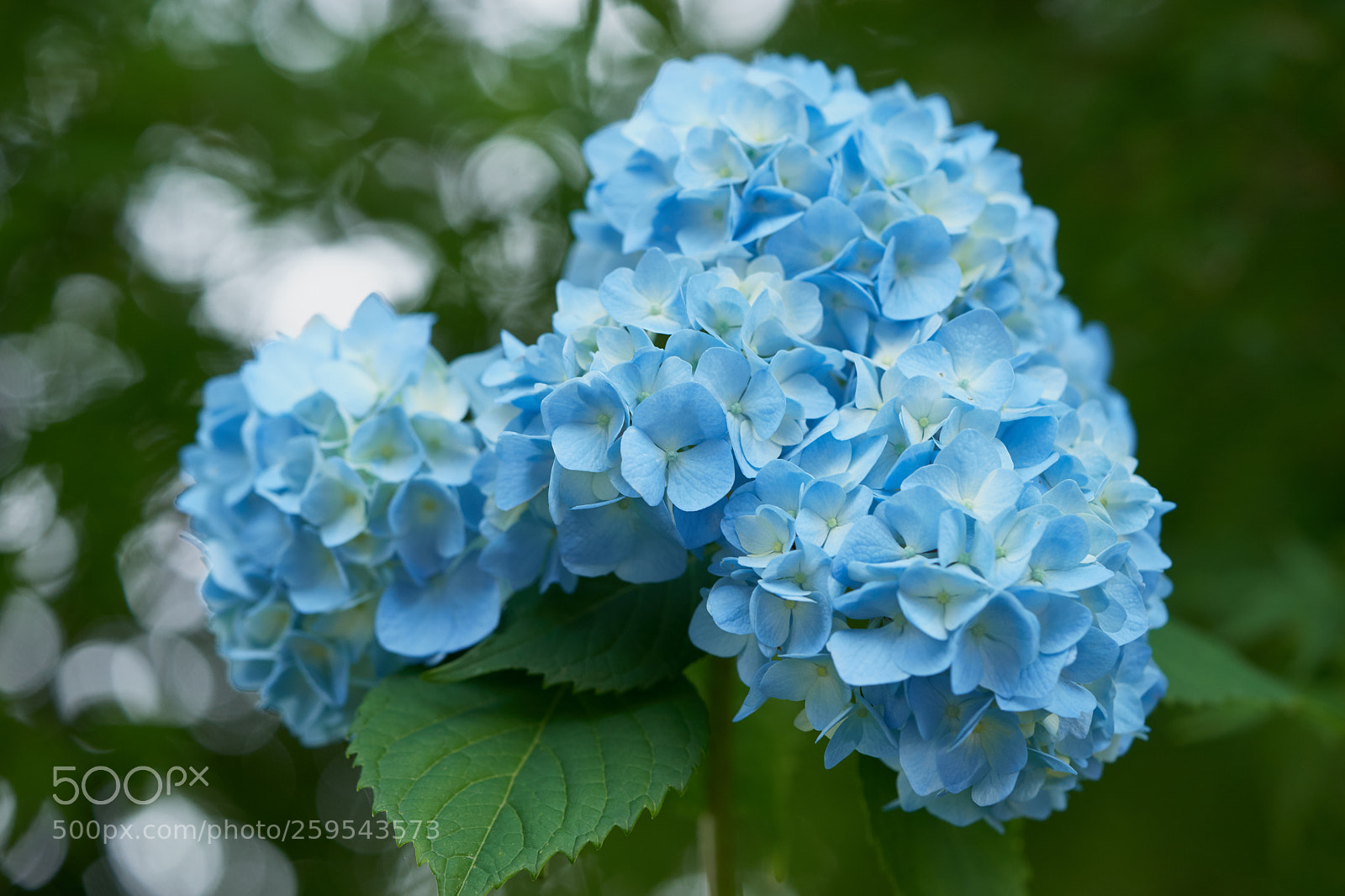 Sony a7 sample photo. Flowers 6654 photography