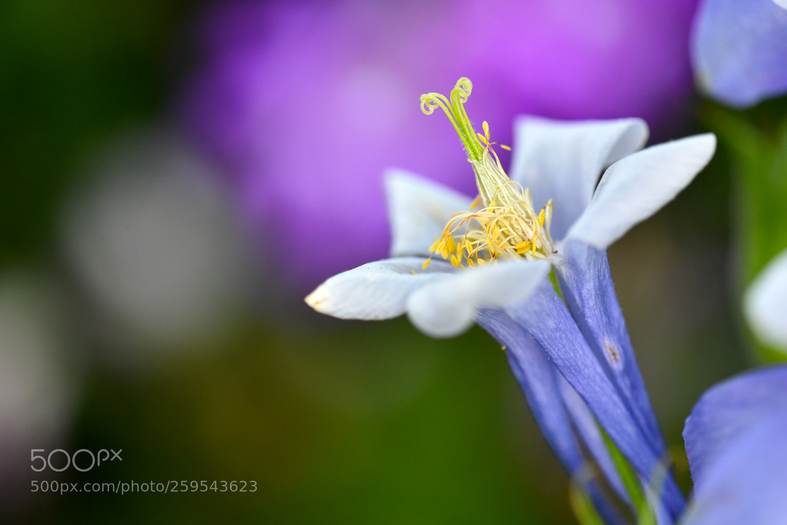 Nikon D750 sample photo. Flower 12 photography