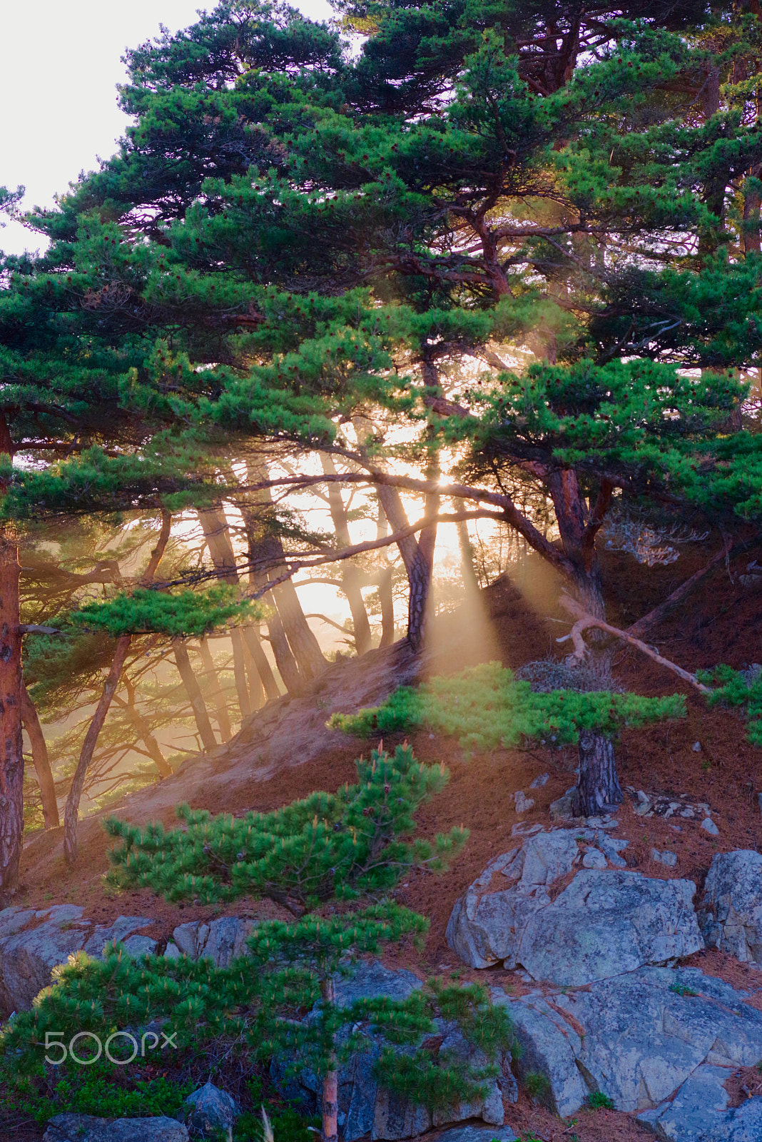 Pentax K-1 sample photo. Through the pines photography