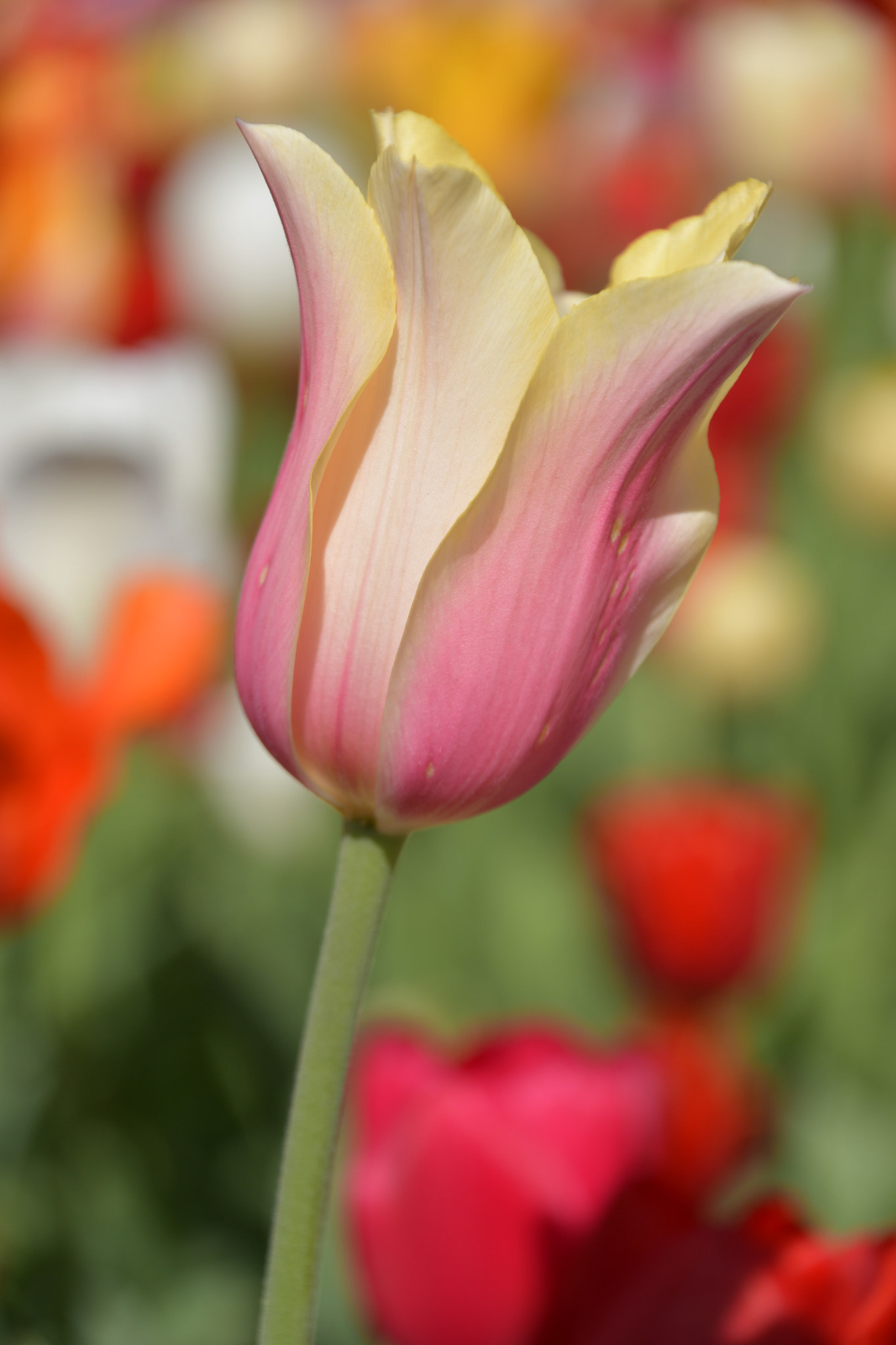 Nikon D7500 sample photo. Blooming with elegance  photography