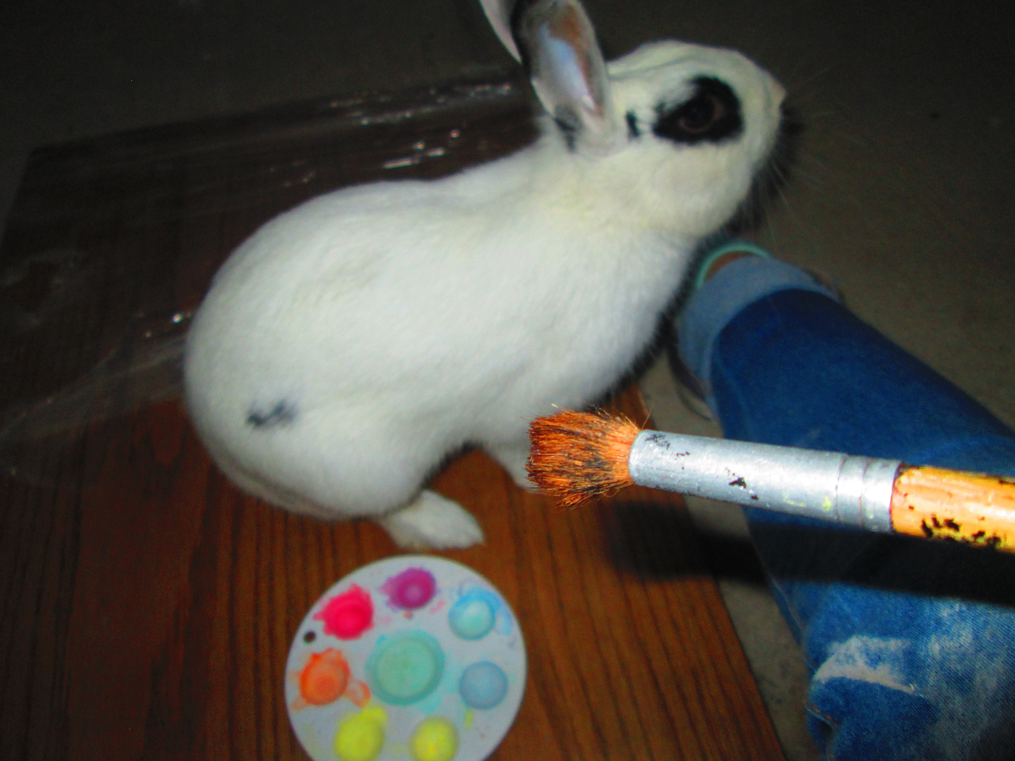 Canon PowerShot A2300 sample photo. Painting a rabbit... photography