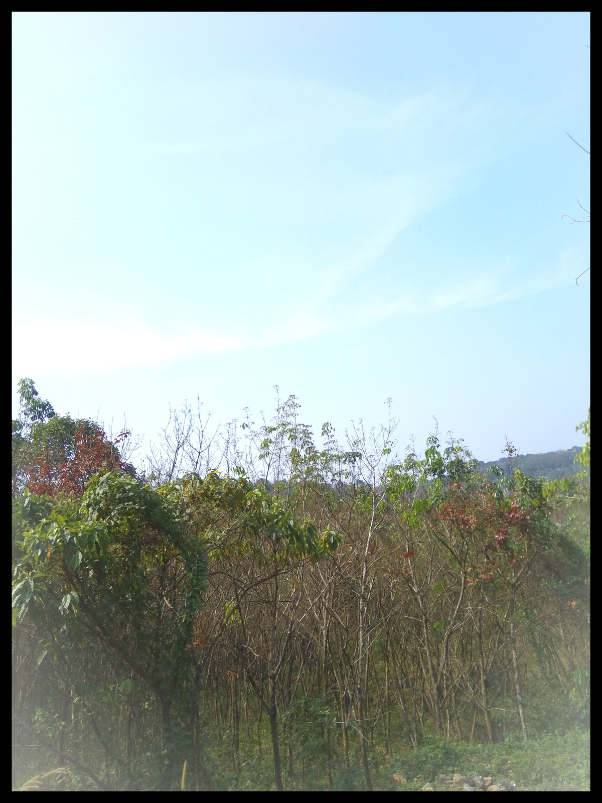 Xiaomi MI MAX sample photo