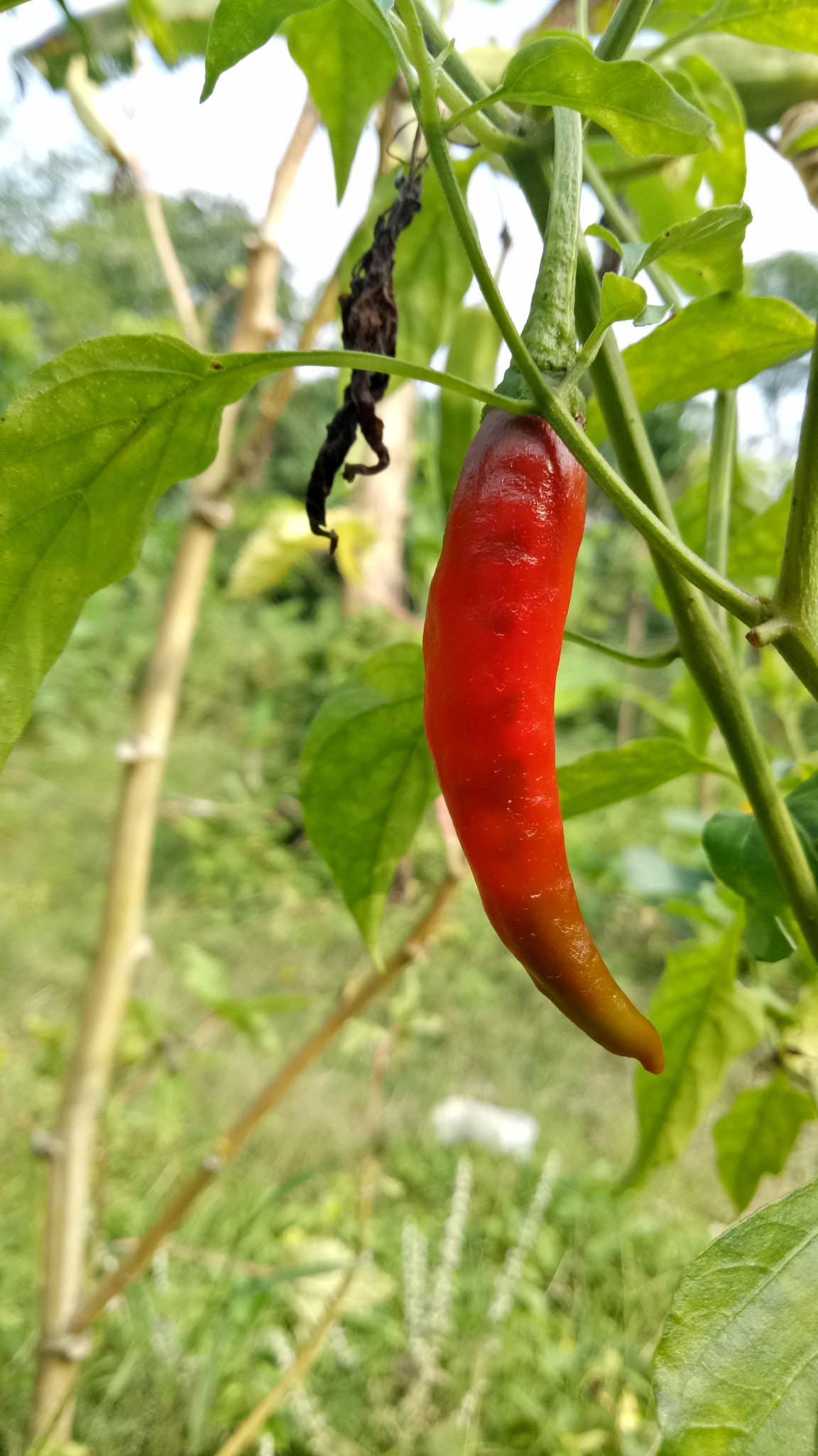 OPPO A1601 sample photo. Cool photography