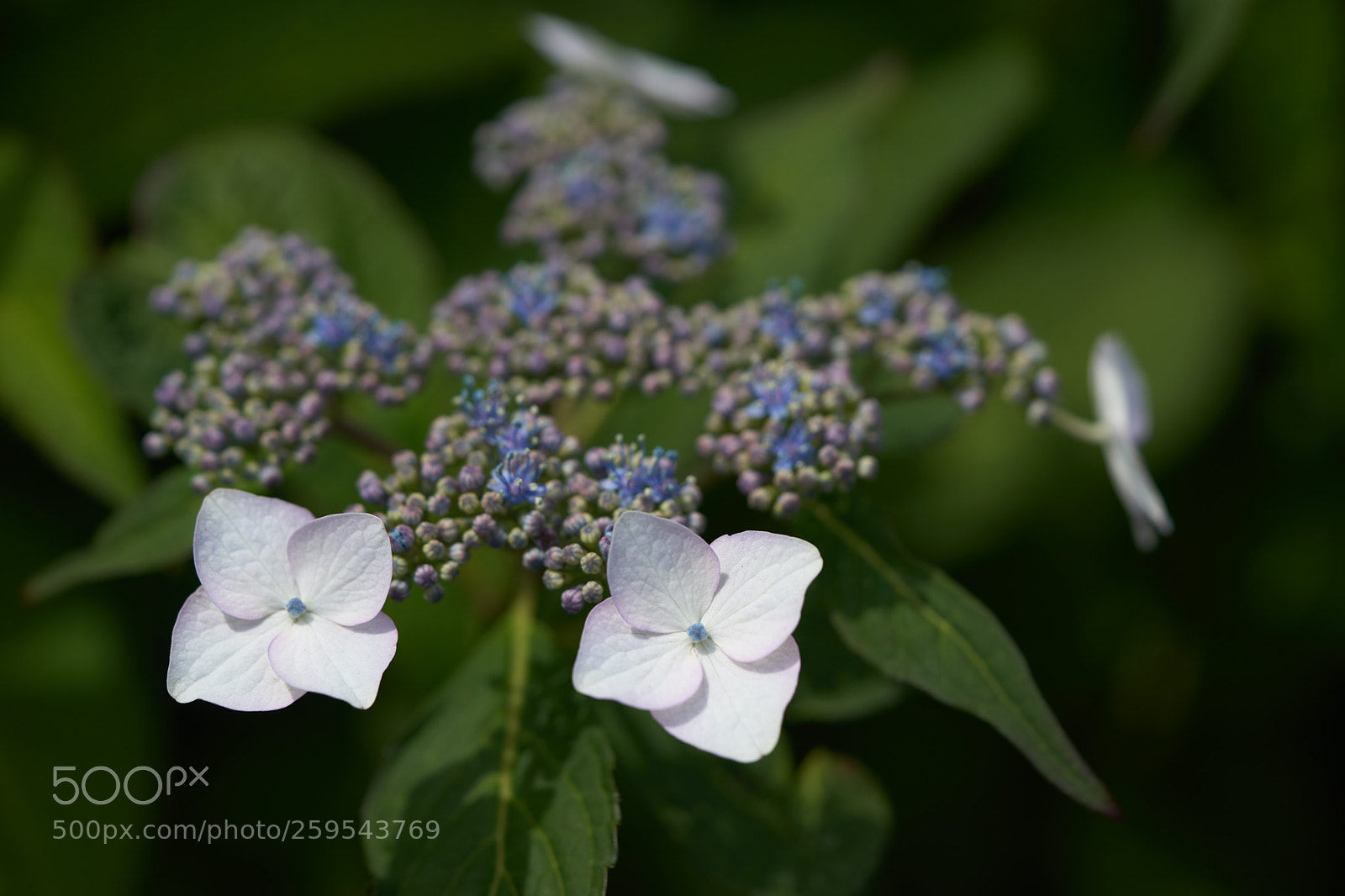 Sony a7 sample photo. Flowers 6656 photography