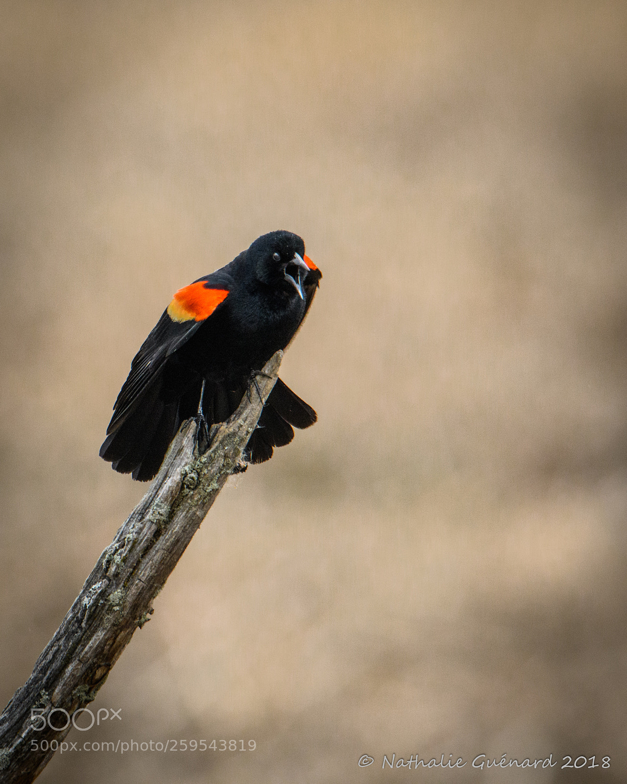 Nikon D7500 sample photo. Red-winged blackbird - carouge photography
