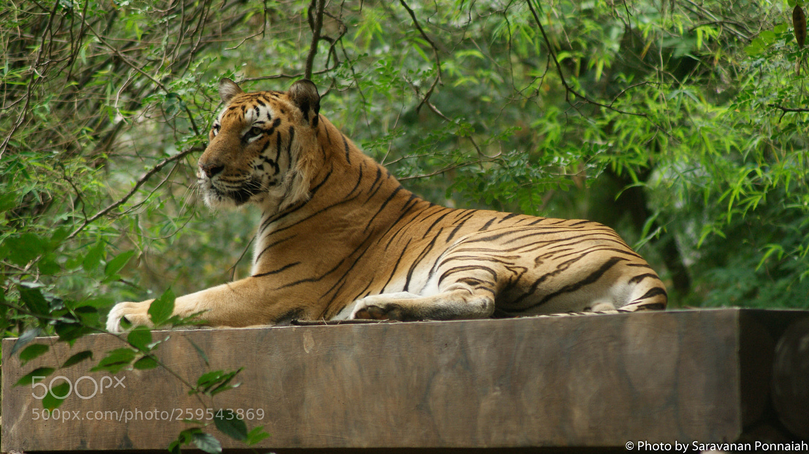 Sony Alpha DSLR-A230 sample photo. Bengal tiger photography