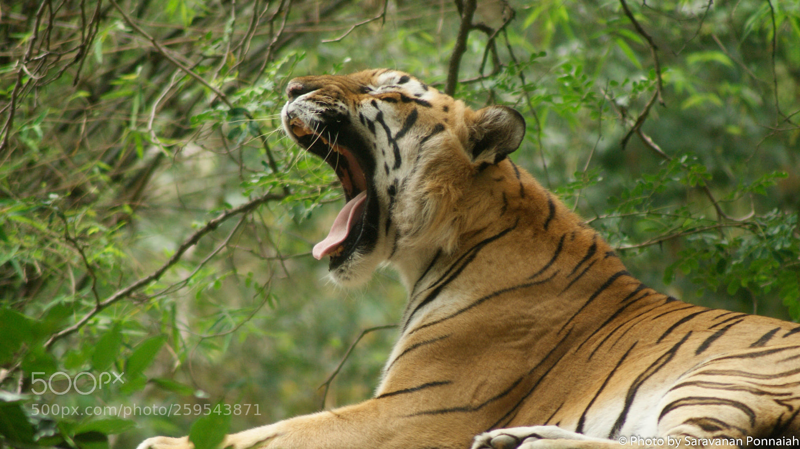 Sony Alpha DSLR-A230 sample photo. Bengal tiger photography